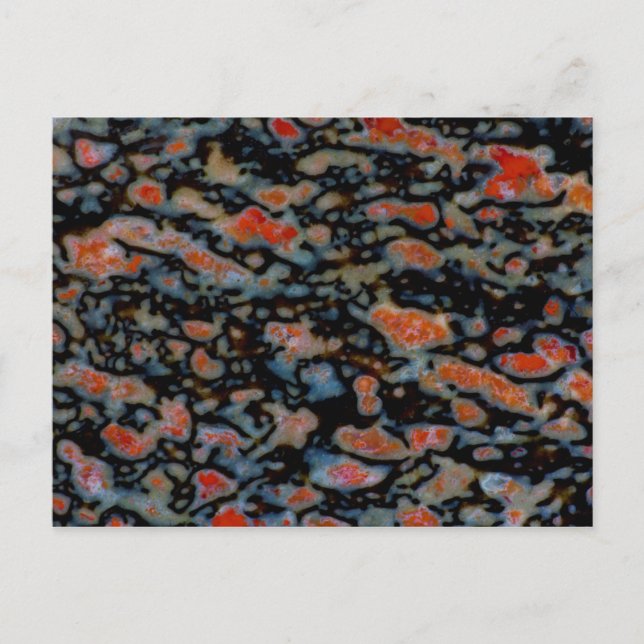 Colorful Petrified Dinosaur Bone Postkarte (Vorderseite)