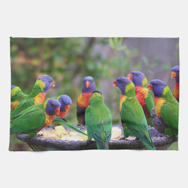 Colorful Rainbow Lorikeet Parrots Eating Geschirrtuch (Horizontal)