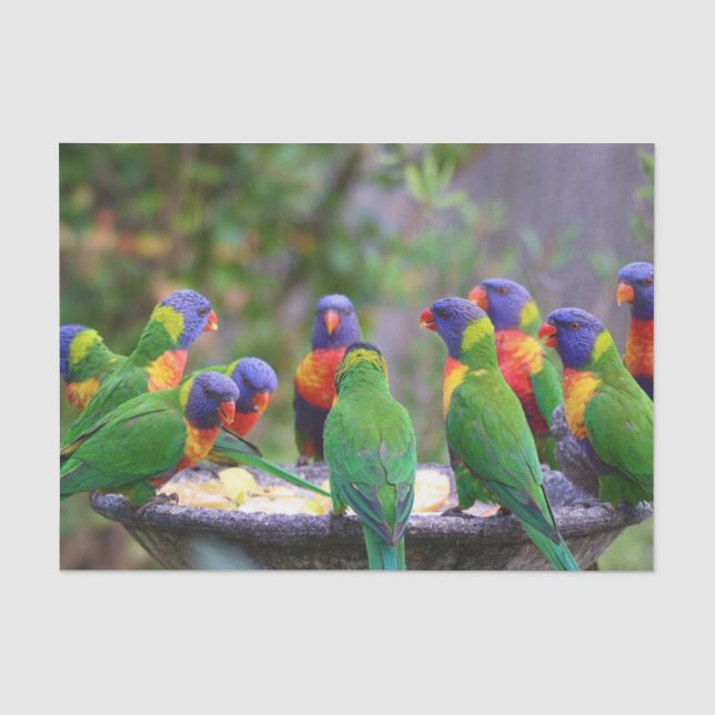 Colorful Rainbow Lorikeet Parrots Eating Seidenpapier (Vorderseite)
