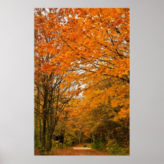 Colorful Trees Poster