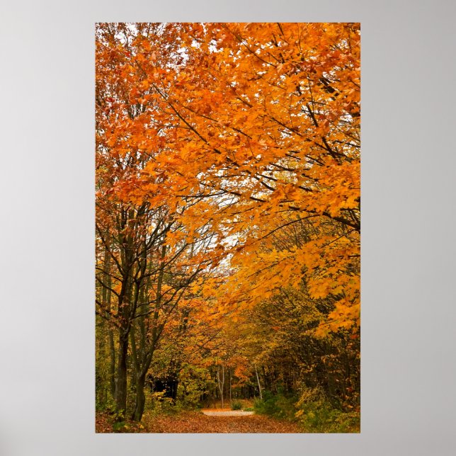 Colorful Trees Poster (Vorne)