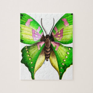 Colorfull Butterfly