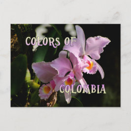 Colors Colombia Cattleya Orchid Postcard Postkarte