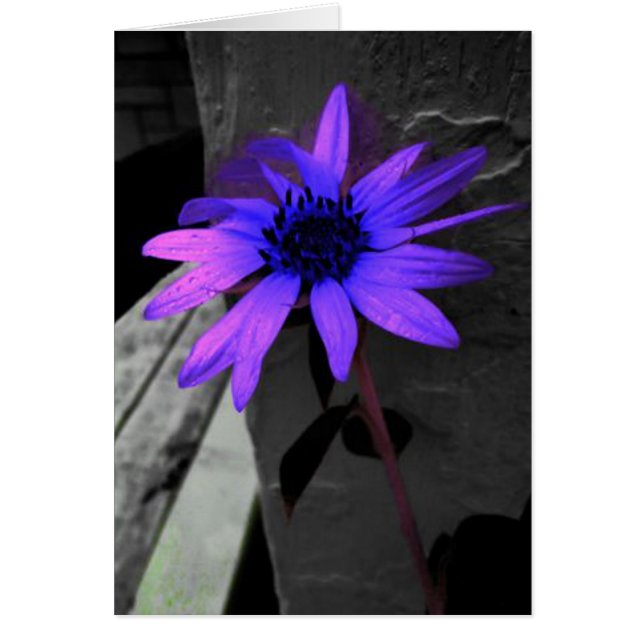 Colorsplash lila Blume Schwarzweiss (Vorne)