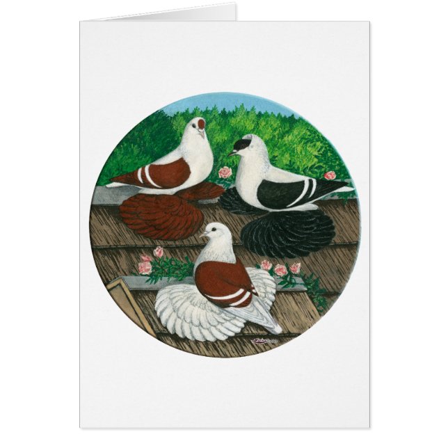 Colour Pigeon Trio (Vorne)