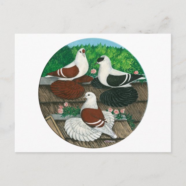 Colour Pigeon Trio Postkarte (Vorderseite)