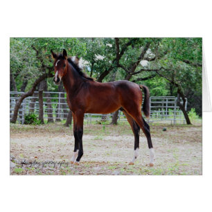 Colt, glorydaysphotography