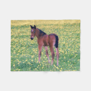 Colt in Dandelion Field Fleecedecke