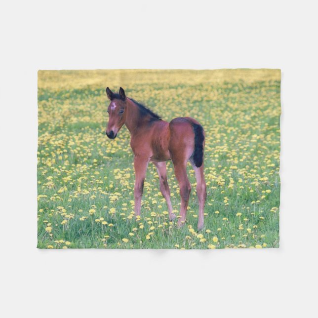 Colt in Dandelion Field Fleecedecke (Vorderseite (Horizontal))