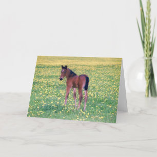 Colt in Dandelion Field Karte