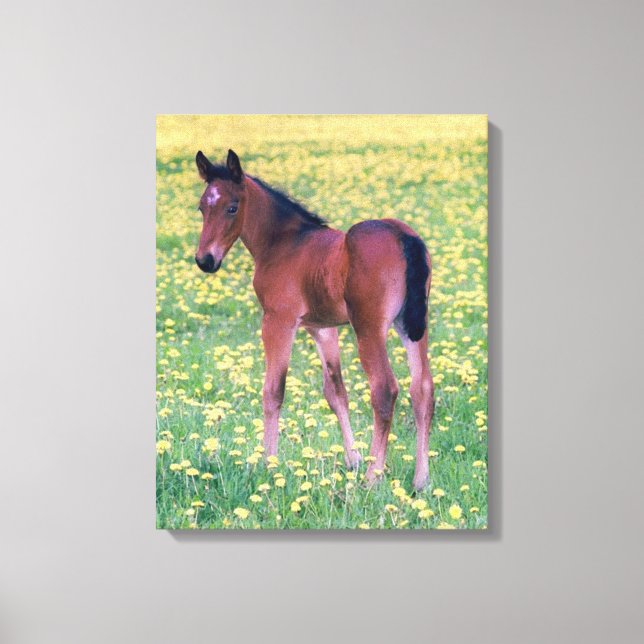 Colt in Dandelion Field Leinwanddruck (Vorderseite)
