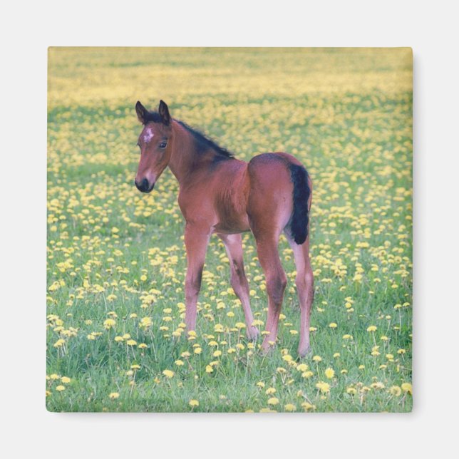 Colt in Dandelion Field Magnet (Vorne)