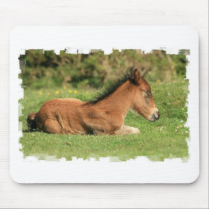 Colt se reposant dans le tapis de souris d'herbe