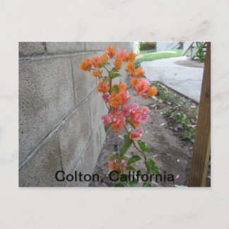 COLTON, C.A., POSTCARD POSTKARTE