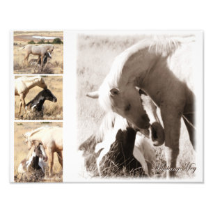 Colts ist Colts - Mustang-Collage Fotodruck