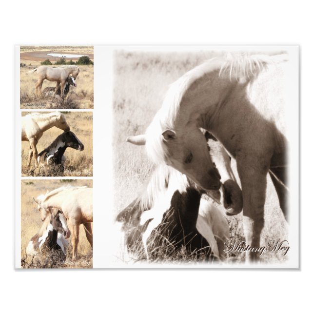 Colts werden Colts sein - Mustang Collage Fotodruck (Vorne)