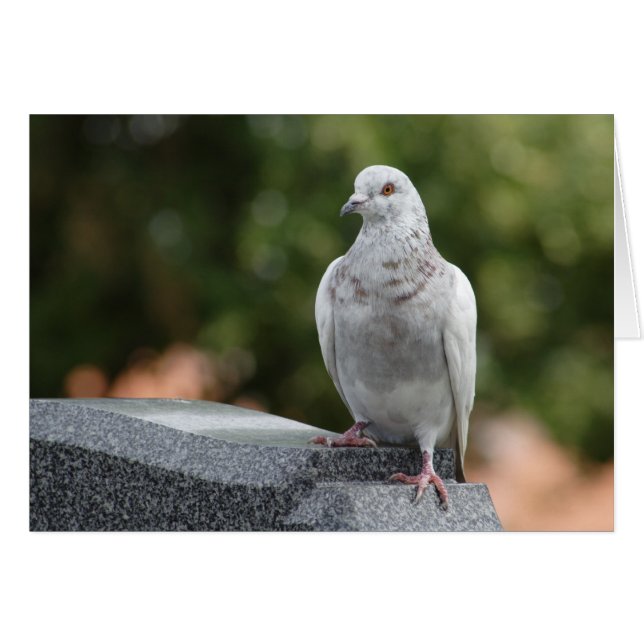 Columba livia domestica (Vorderseite (Horizontal))