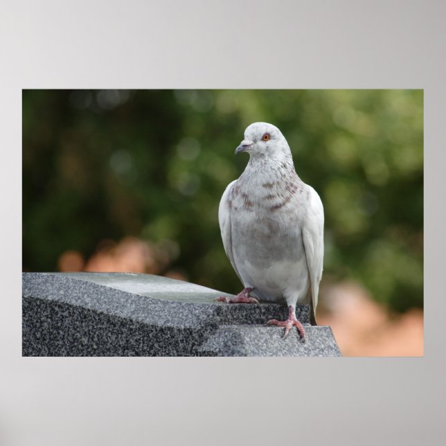 Columba livia domestica poster (Vorne)