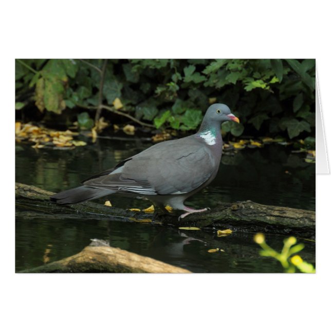 Columba palumbus (Vorderseite (Horizontal))