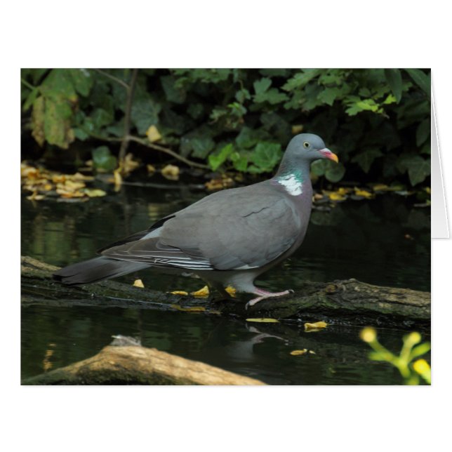 Columba palumbus (Vorderseite (Horizontal))