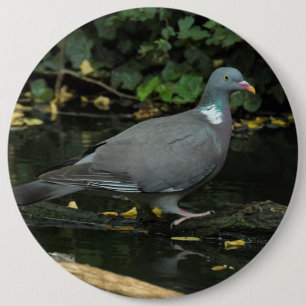 Columba palumbus button