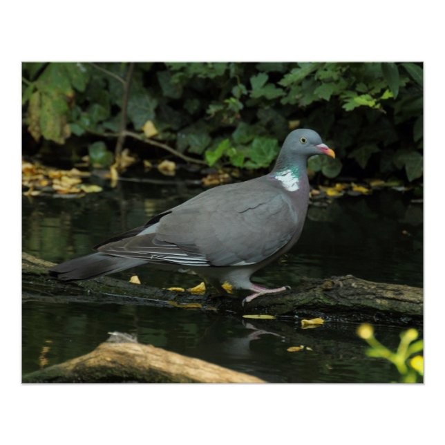 Columba palumbus poster (Vorderseite)