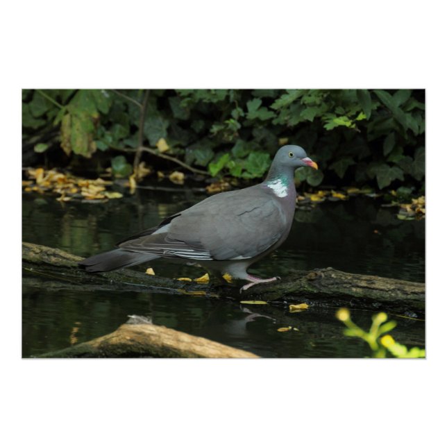Columba palumbus poster (Vorderseite)
