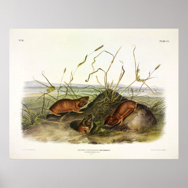 Columbia Pouched Rat, Northern Pocket Gopher Poster (Vorne)