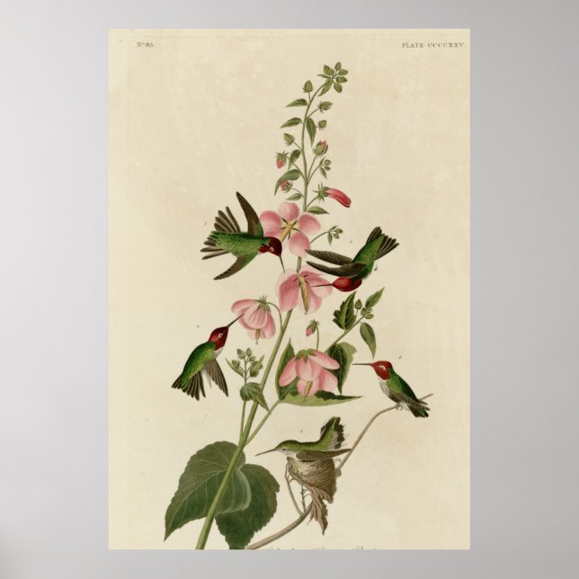 Columbian Hummingbird Poster (Vorne)