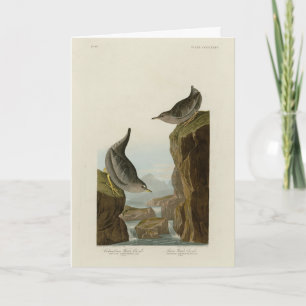 Columbian Water Ouzel, Audubons Vögel von Amerika Karte