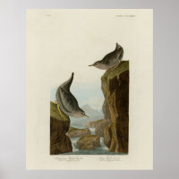 Columbian Water Ouzel, Audubons Vögel von Amerika