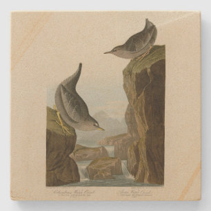 Columbian Water Ouzel, Audubons Vögel von Amerika Steinuntersetzer