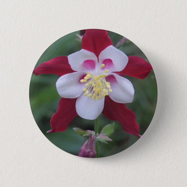 Columbine Button (Vorderseite)
