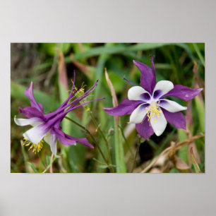 Columbine fleurit affiche