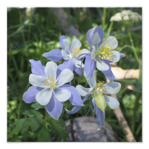 Columbine-Foto-Erweiterung Fotodruck
