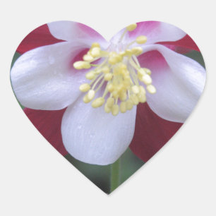Columbine Herz-Aufkleber