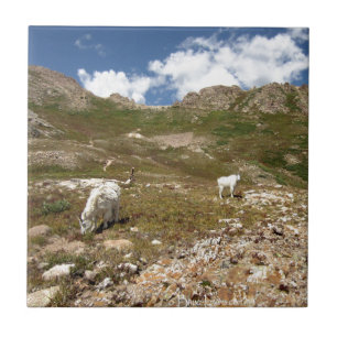 Columbine Lake Mountain Goats - Colorado Fliese
