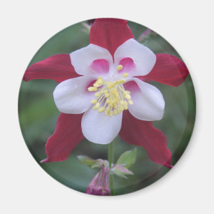 Columbine Magnet