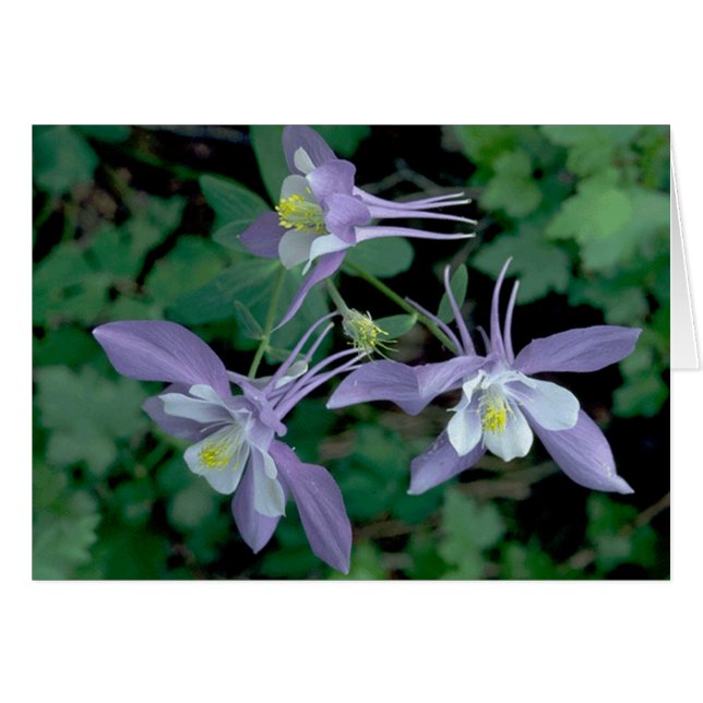 Columbine, Parc national des Rocheuses (Devant horizontal)