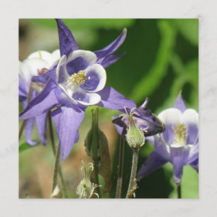 Columbine-Pflanzen-Einladung Einladung