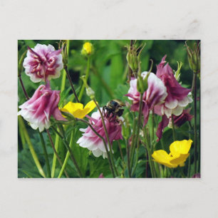 Columbine Postkarte