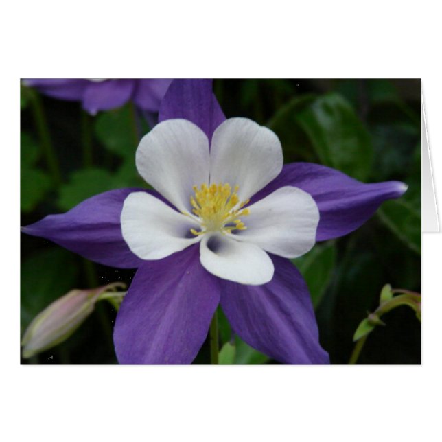 Columbine Purple et White Flower Card (Devant horizontal)
