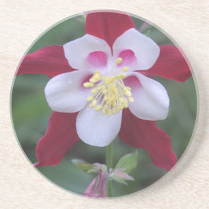 Columbine Sandstein Untersetzer