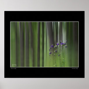 Columbine Spring Poster