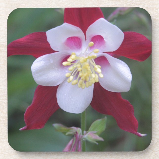 Columbine Untersetzer (Vorderseite)
