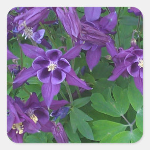 Columbines pourpre - autocollant carré