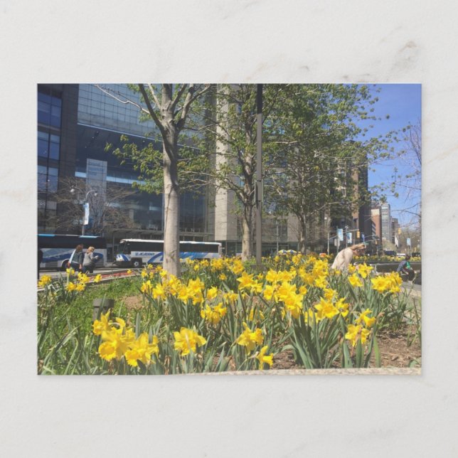 Columbus Circle Daffodis NYC Springtime Postkarte (Vorderseite)