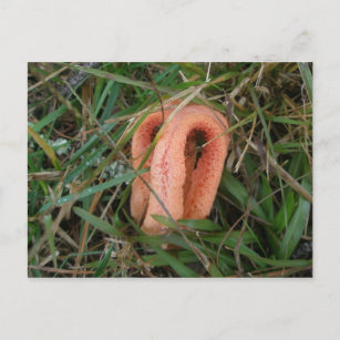 Columned Stinkhorn Mushroom OBX #1 Postkarte