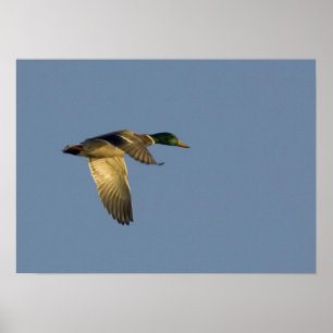 colvert volant dans le ciel ouvert impression sur