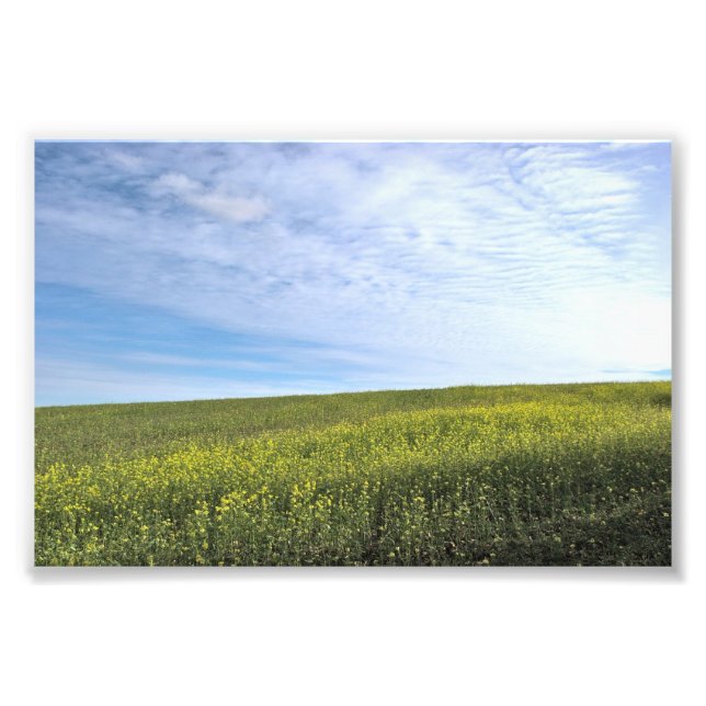 Colza Field - Foto (Vorne)